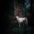 The most beautiful wolf pictures around the world