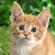Funny Cat Sounds