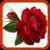 Guidelines For Gardening Rose