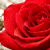 Rose Flower Wallpapers
