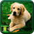 Dog Images Download