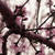 Nature Live Wallpaper 53