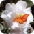 Butterfly On Roses Live Wallpaper