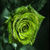 Lovely green blossoms Wallpaper HD