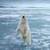Polar Bear Live Wallpaper Free