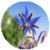 Benefits of Borage