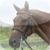 Talking Ed the Horse