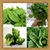 Green Vegetables Onet Classic Game