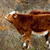 Cows and Orange Berries Live Wallpaper