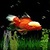 GOLDFISH UNDERWATER LWP