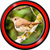 Singing Birds Live Wallpapers