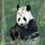 Panda Live Wallpaper Free