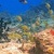 COLORFUL FISH IN THE SEA LIVE WALLPAPER