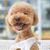 Cat Dog Wallpaper