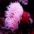 Beautiful Sea Anemone Live Wallpaper