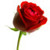 Make It Flowering