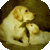 Dog Breeds Quiz Pet Trivia