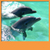 Dolphins Live Wallpapers New