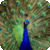 Amazing Animals Wallpapers Free