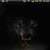 Killer Wolf Animated