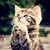 Best Cute Cats HD Wallpaper