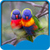 Love Birds Live Wallpapers