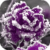 Frozen Purple Rose Live Wallpaper