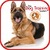Training Dog