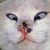 Funny Cat Vids