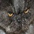 Animal Sounds With Pics Free