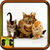 Cat Kitten Pictures