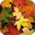 Autumn Leaves Live Wallpaper FREE