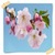 Cherry Blossom Flowers Onet Classic Game