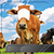 Animal Face Photo Montage