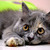 Amazing Cute Cats HD Wallpaper