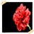 Carnation Flowers Onet Classic Game