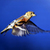 Birds Live Wallpapers Free