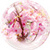 Sakura Theme - Cherry Flower