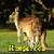 Kangaroos