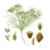 Benefits of Cumin Seeds