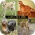 Guess The Dog Breed Trivia