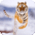 Tigers Memory Game