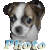 Photo Dog
