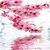 Blossoming Flower over Water Ripple LWP