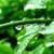 Stunning images of green forest wallpaper