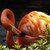 Beautiful Birds Live