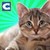 City Cat Simulator
