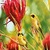 Yellow Birds free