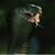 Killer Snake