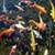 Koi Fish Pond Live Wallpaper Best